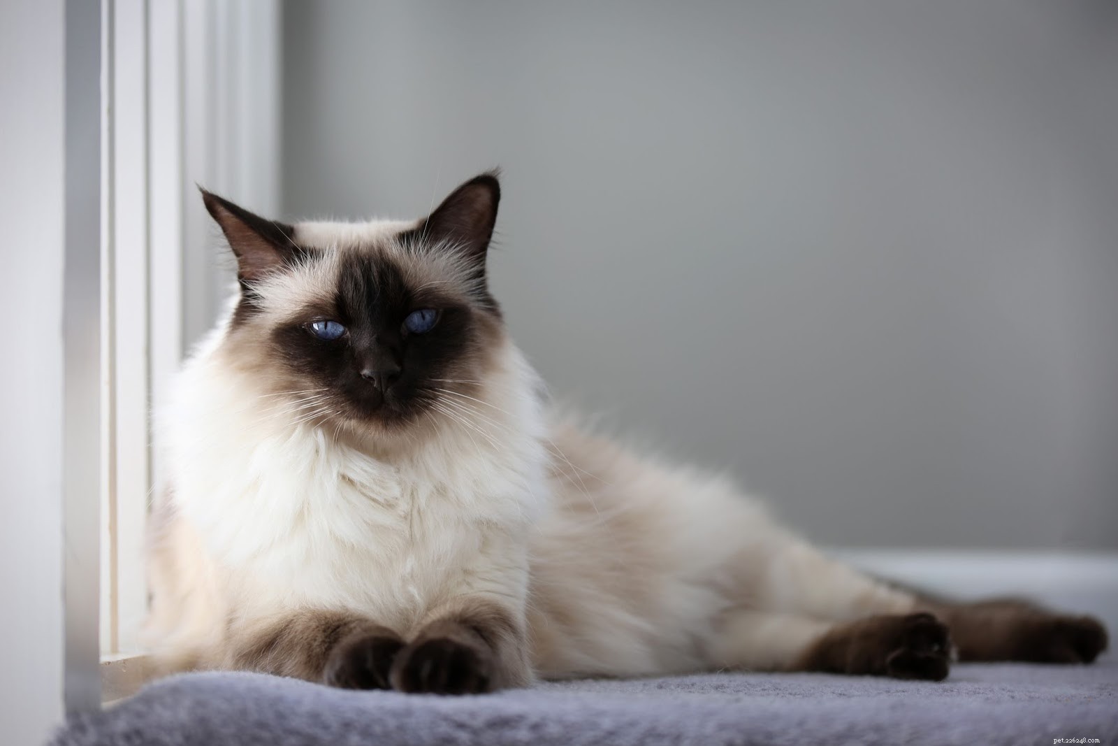 Top Hypoallergenic Cat Breeds for Allergy Sufferers