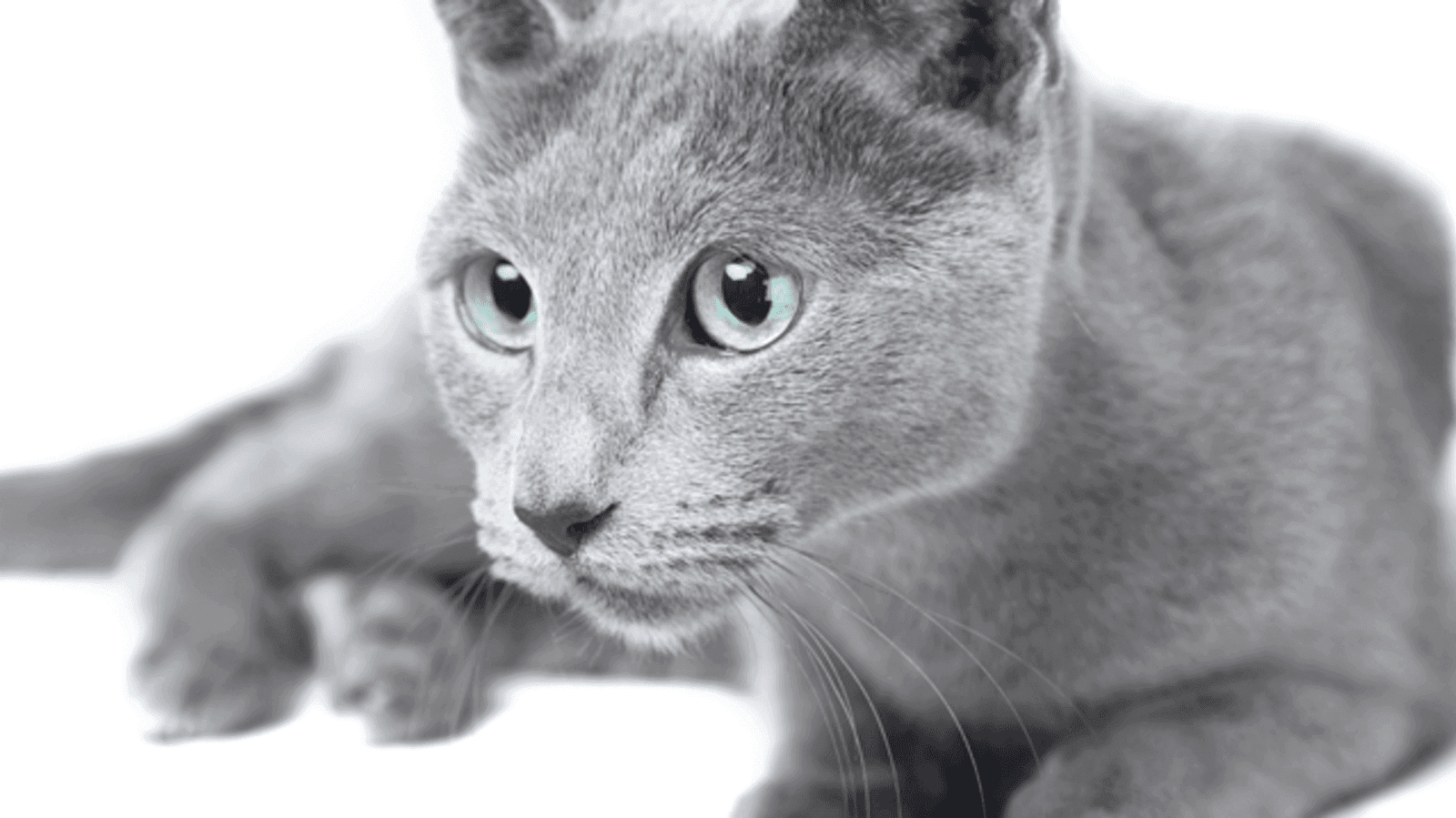 Top Hypoallergenic Cat Breeds for Allergy Sufferers