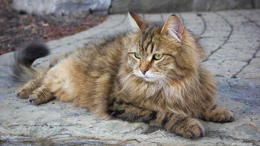 Top Hypoallergenic Cat Breeds for Allergy Sufferers