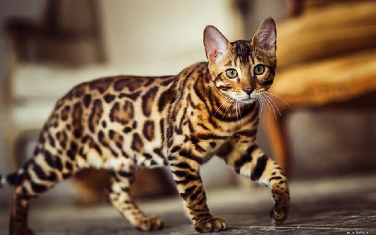 Top Hypoallergenic Cat Breeds for Allergy Sufferers
