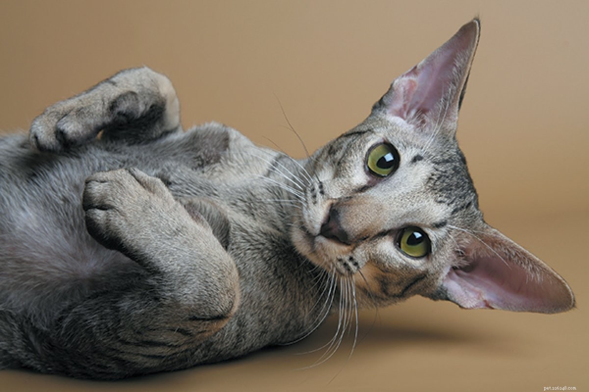 Top Hypoallergenic Cat Breeds for Allergy Sufferers