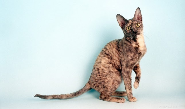 Top Hypoallergenic Cat Breeds for Allergy Sufferers