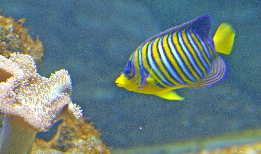 How to Select the Ideal Aquarium Filter for a Healthy Fish Tank