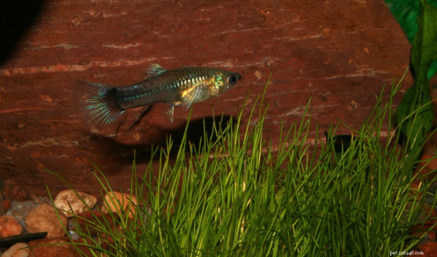 Top Beginner-Friendly Freshwater Fish for a Stress‑Free Aquarium