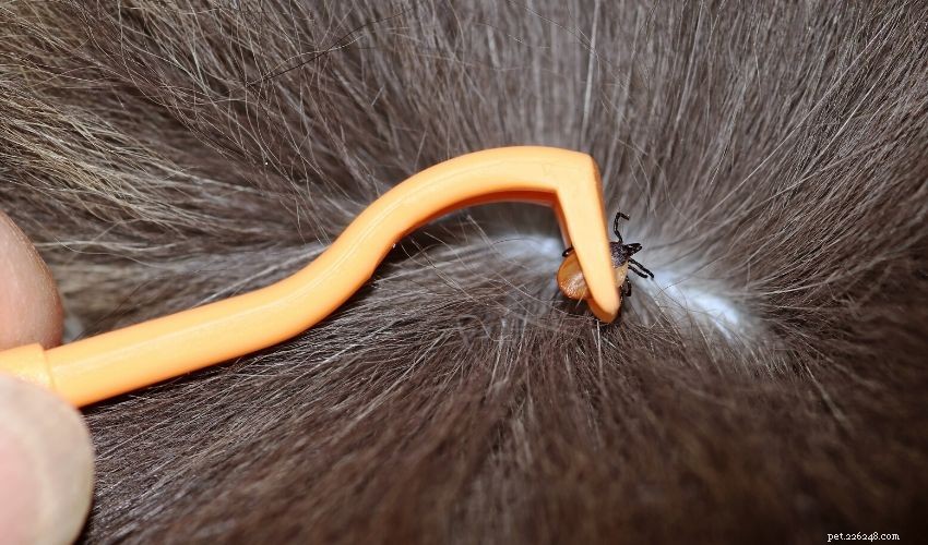Quick & Safe Tick Removal for Pets: A Complete Guide