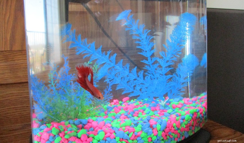 When to Clean Your Fish Tank: A Proven Care Schedule