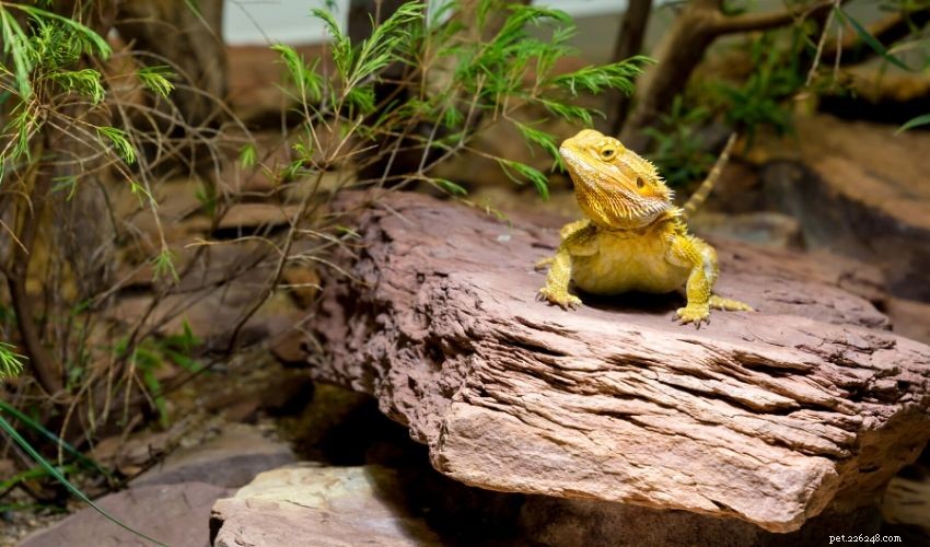 The Ultimate Guide to Building a Healthy Reptile Habitat