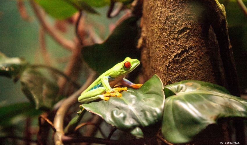 Caring for Pet Frogs: Essential Guide to Amphibian Health and Maintenance
