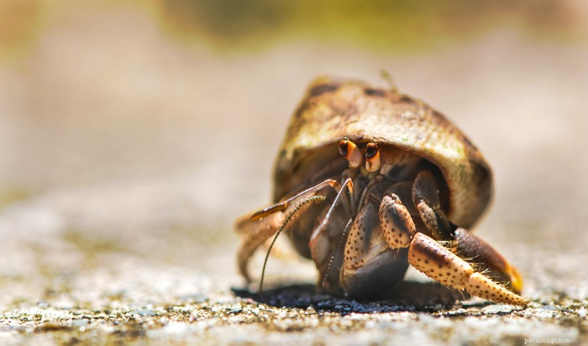 Comprehensive Hermit Crab Care Guide