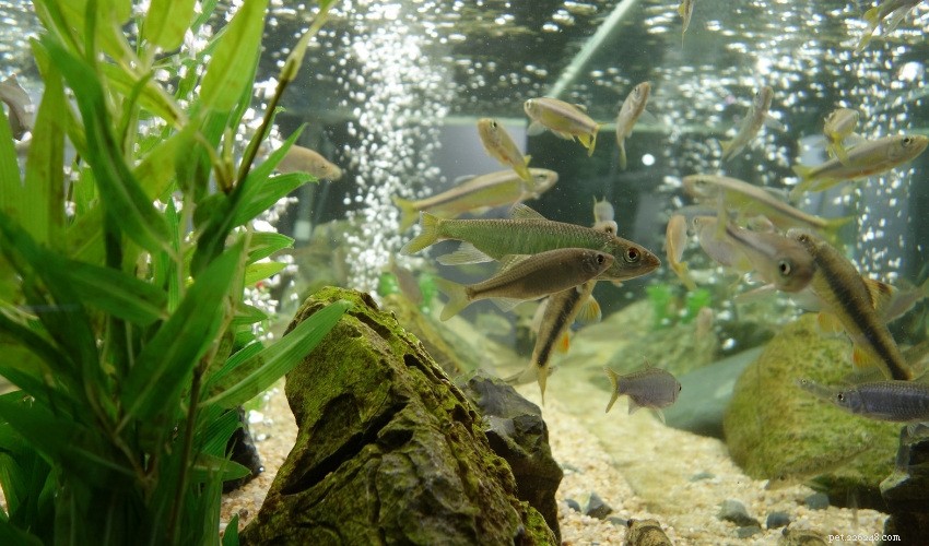 Essential Guide: Proven Techniques for a Spotless Fish Tank
