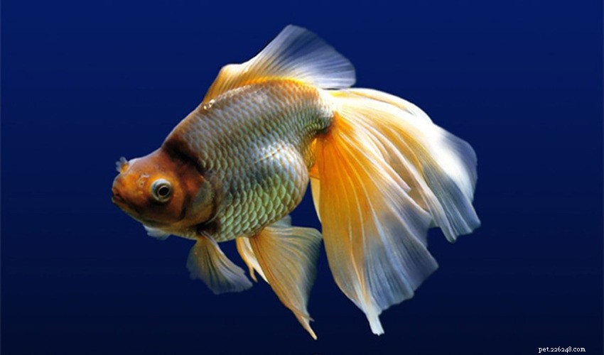 Best Practices for Moving Fish During Aquarium Cleaning