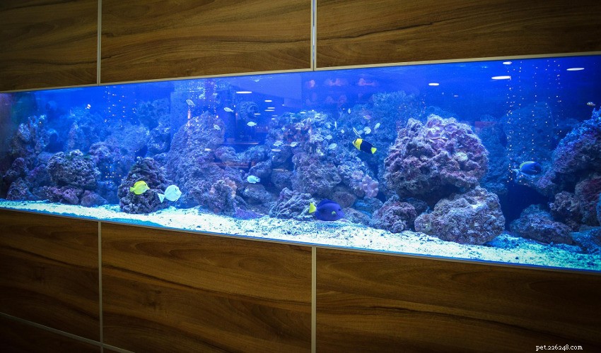 Expert Guide: Safely Adjusting Aquarium pH for Healthy Fish