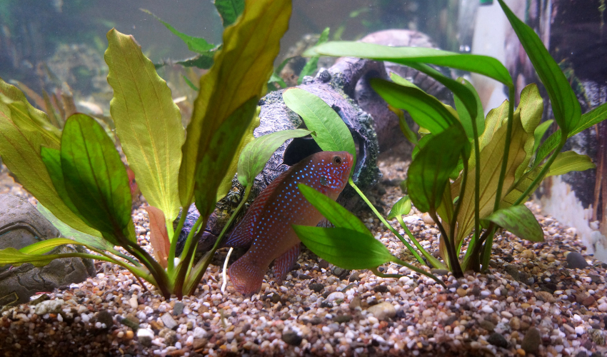 Why Are My Fish Hiding? Common Causes & Quick Fixes