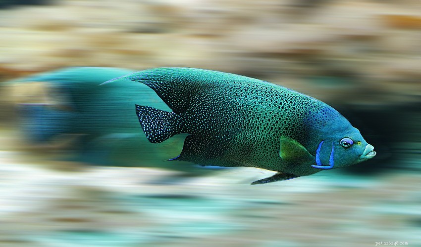 Saltwater vs. Freshwater Aquariums: A Comprehensive Comparison