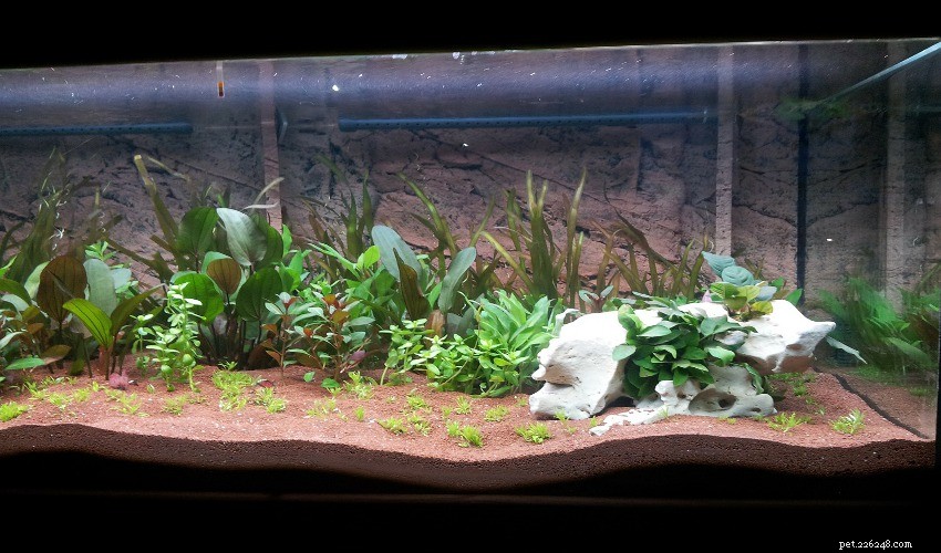 Best Aquarium Plants for Healthy Fish & Stunning Tank Aesthetics