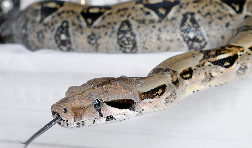 Essential Guide to Caring for Your Boa Constrictor