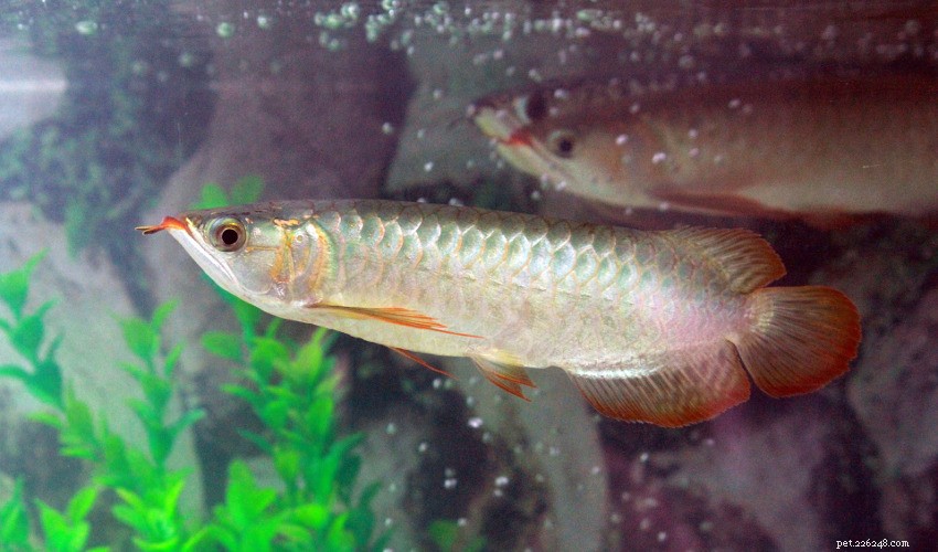 Mastering Aquarium Water Quality: Simple Solutions for a Healthy Habitat