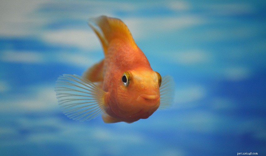 Preventing Fish Deaths: Key Causes & Practical Solutions