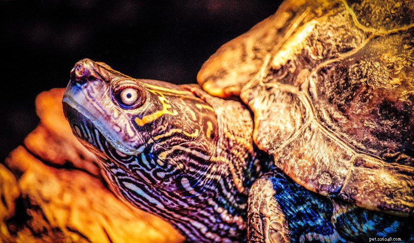 Essential Guide to Caring for Your Turtle s Shell