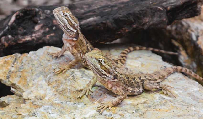The Ultimate Guide to Bearded Dragon Nutrition