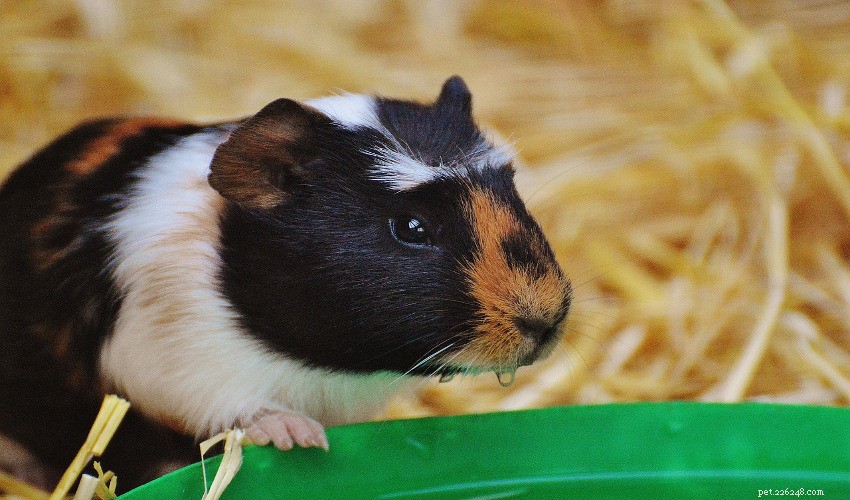 Top Exercise Ideas to Keep Your Guinea Pig Healthy and Happy