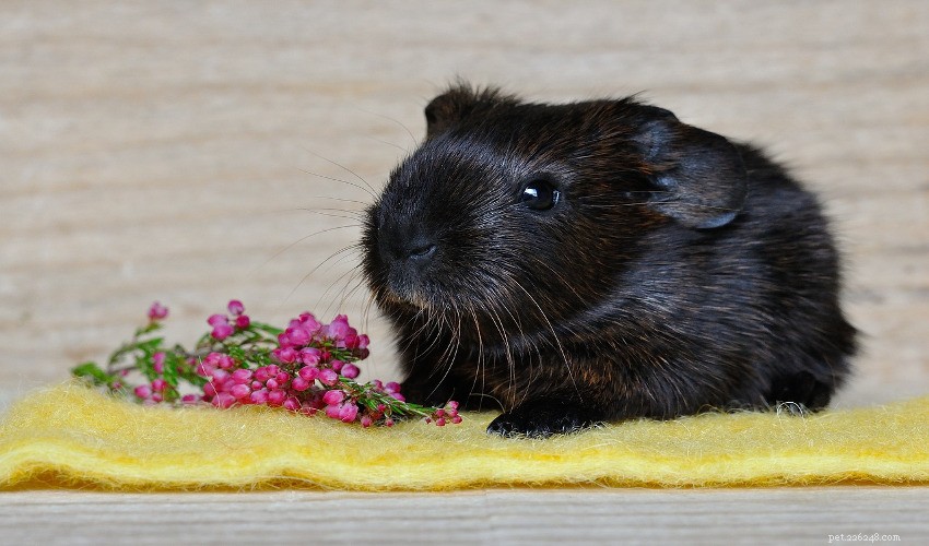 Engaging Activities for Small Pets: Keep Them Healthy & Happy