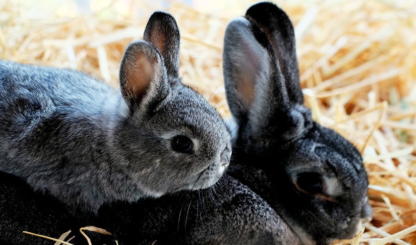 How to Care for Pet Rabbits: A Complete Guide