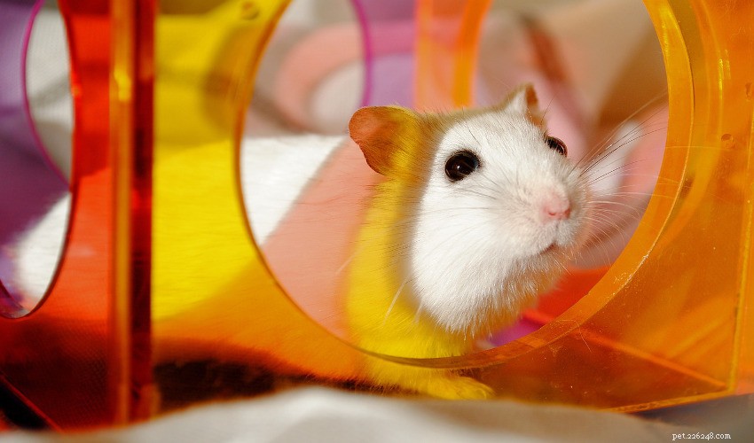 Comprehensive Hamster Care Guide: Healthy & Happy Pets