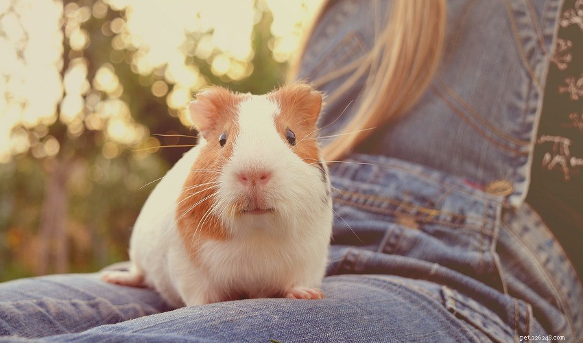 Essential Guide to Caring for Your Guinea Pig