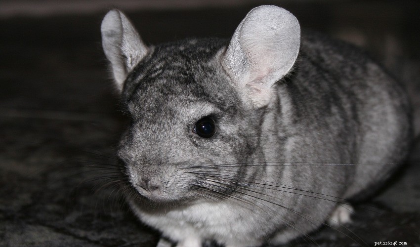 Expert Guide to Chinchilla Grooming and Fur Care