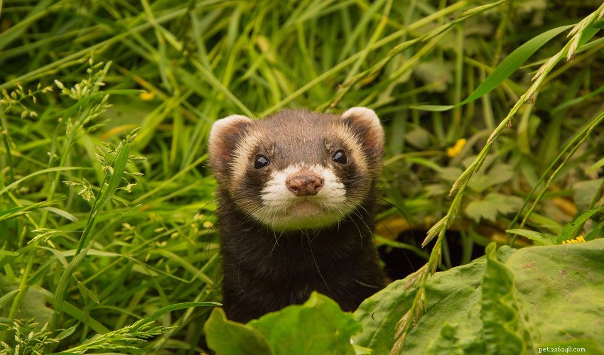 Expert Guide to Caring for Your Ferret: Health, Happiness & Comfort