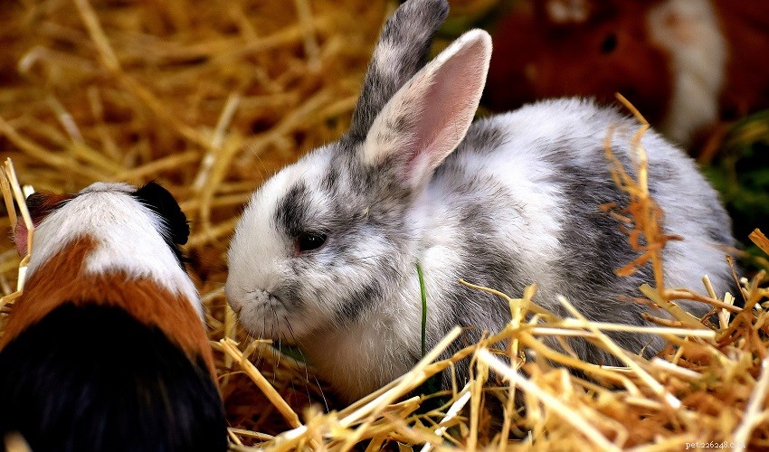 Effective Litter Training for Small Pets: Rabbits, Guinea Pigs, Ferrets, and More