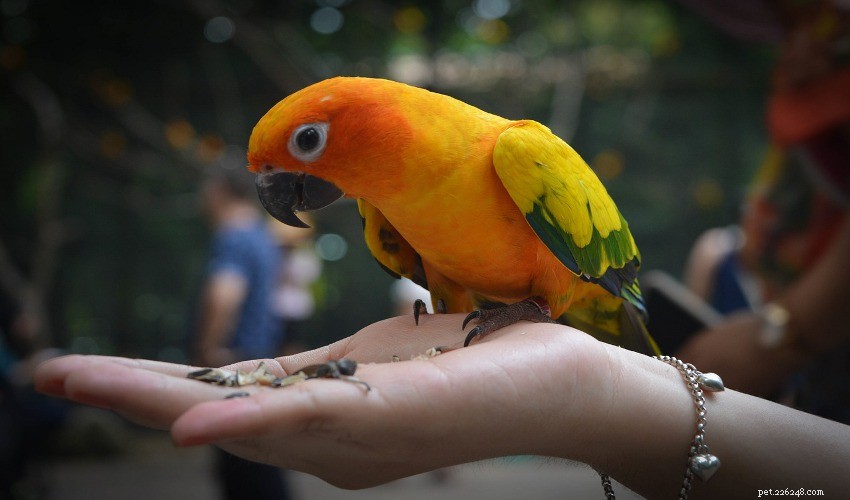 A Comprehensive Guide to Selecting the Right Exotic Pet