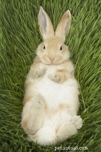 Rabbits: The Ideal Family Companion