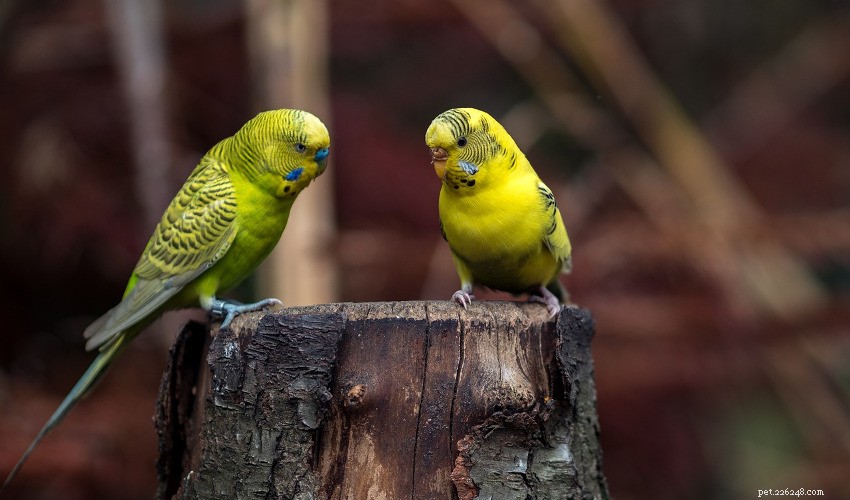 Essential Guide to Identifying and Treating Common Pet Bird Illnesses