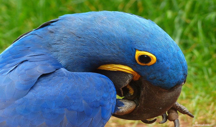 Why Your Bird Might Bite: Understanding Curious Beak Behavior