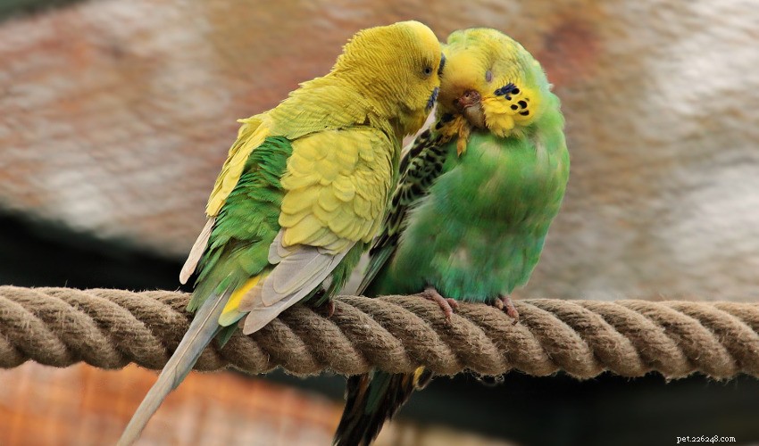 3 Best Starter Birds for New Pet Owners