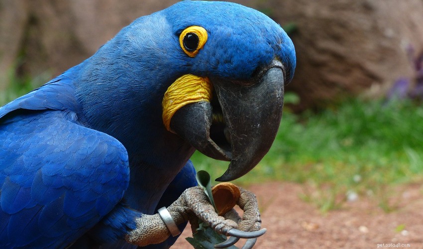 Comprehensive Guide to Parrot Beak Care
