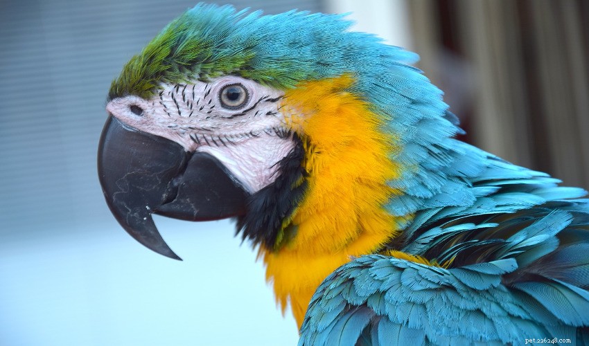 Mastering Bird Speech: A Proven Guide to Teaching Your Avian Friend to Talk