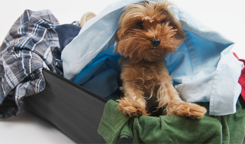 Essential Pet Travel Checklist for Stress‑Free Holiday Trips