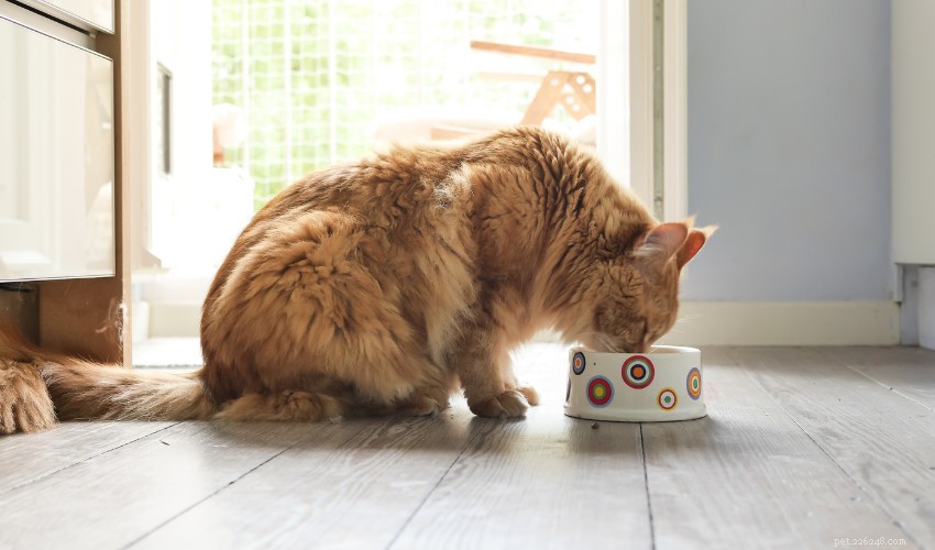 Nutritional Guide for Pregnant Cats: Ensuring a Healthy Mother and Litter