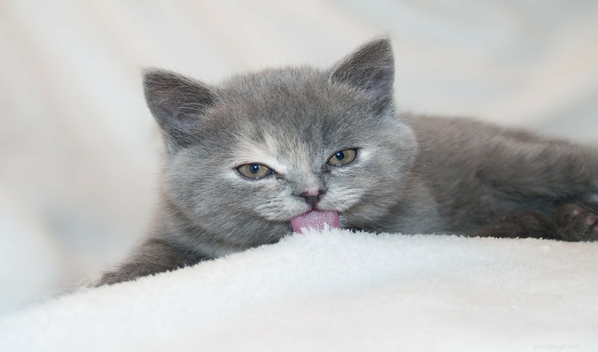 Protect Your Pets Year‑Round: Why Flea & Tick Prevention Matters in Winter