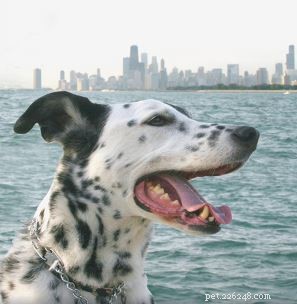 Protect Your Pets Year‑Round: Why Flea & Tick Prevention Matters in Winter