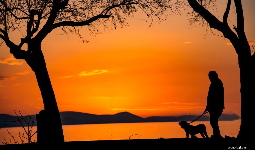 Compassionate Planning for Your Pet’s Final Days