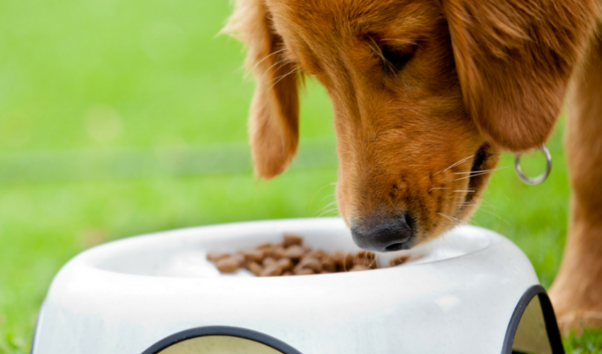 How Proper Nutrition Enhances Your Pet s Skin and Coat Health