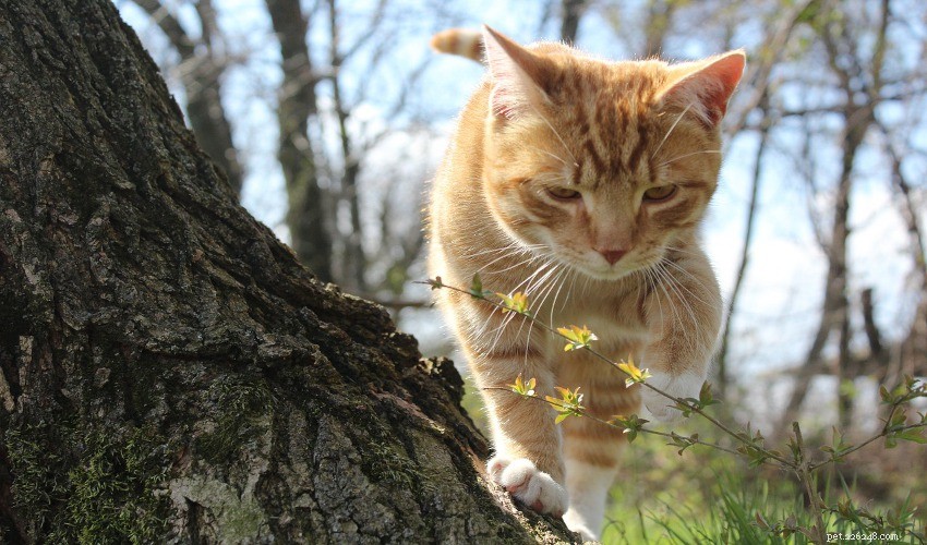 Essential Spring Pet Care Tips for a Healthy, Happy Companion