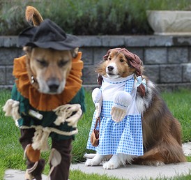 Keep Your Pets Safe During Halloween Trick-or-Treating