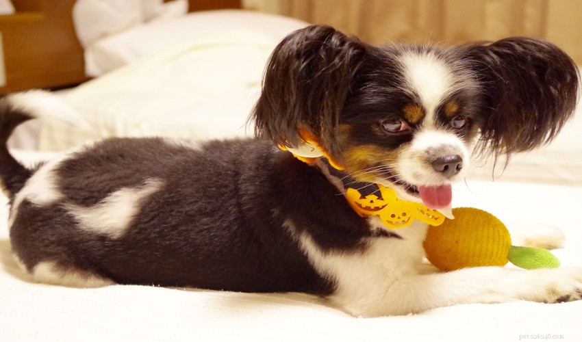 Keep Your Pets Safe During Halloween Trick-or-Treating