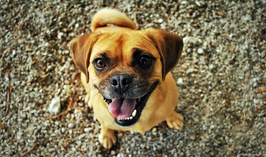 How Often Should You Clean Your Pet s Teeth? A Guide to Optimal Dental Care