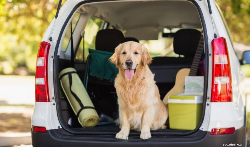 Preventing and Managing Dog Car Sickness: Causes, Symptoms, and Expert Tips